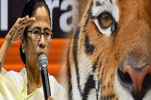 ৬ দিনের 'অগ্নিপরীক্ষা'য় সাফল্য, বাঘ ধরার পুরস্কার ঘোষণা মুখ্যমন্ত্রীর ৬ দিনের 'অগ্নিপরীক্ষা'য় সাফল্য, বাঘ ধরার পুরস্কার ঘোষণা মুখ্যমন্ত্রীর