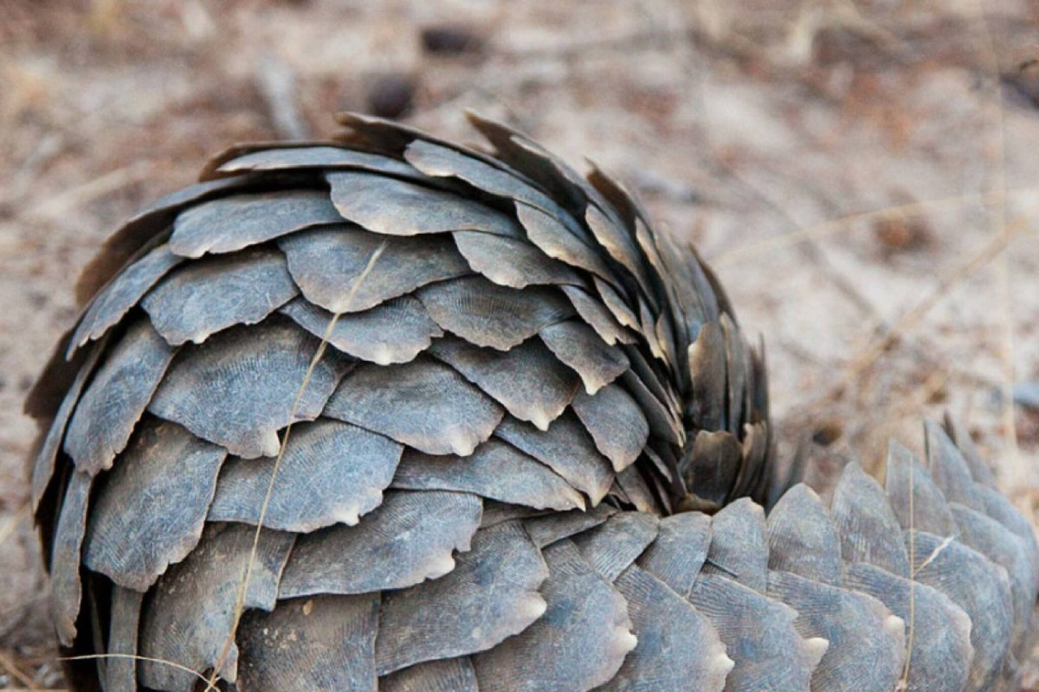 পাচারকারীদের ধরতে ক্রেতা সাজলেন বন দফতরের আধিকারিকরা, এল বড় সাফল্য