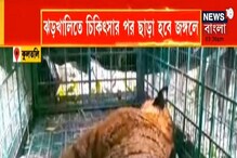 ঘুমপাড়ানি গুলিতে কাবু কুলতলির বাঘ, ঝড়খালিতে চিকিৎসার পর ছাড়া হবে জঙ্গলে ঘুমপাড়ানি গুলিতে কাবু কুলতলির বাঘ, ঝড়খালিতে চিকিৎসার পর ছাড়া হবে জঙ্গলে