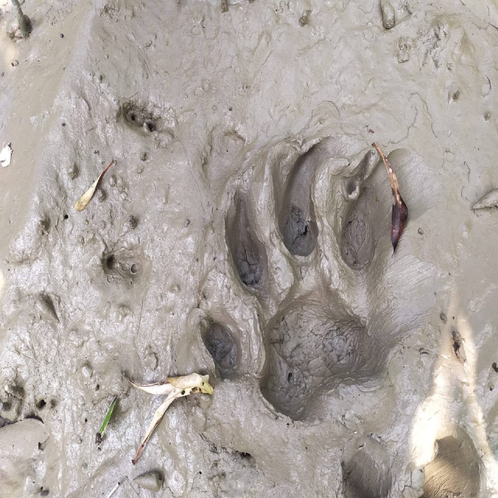 এদিন মৎসজীবী দুই মহিলা নদীতে কাঁকড়া শিকারে গিয়ে জঙ্গল সংলগ্ন এলাকায় বাঘ দেখতে পায়। আতঙ্কে চিৎকার করে ওঠেন তাঁরা। ওই এলাকাতেই আশপাশে ছড়িয়ে ছিটিয়ে ছিল অন্য মৎসজীবীরা। চিৎকার শুনে লাঠি, নৌকার বৈঠা নিয়ে তাঁরা যায় ওই দুই মহিলার কাছে। 