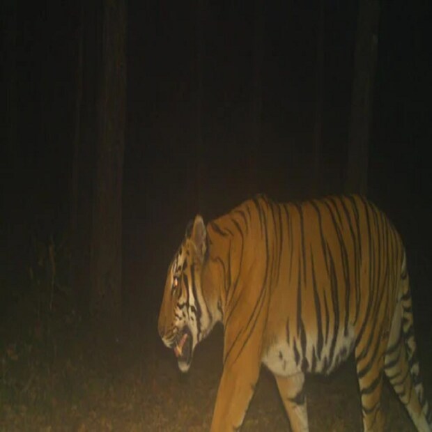 এর প্রায় ৩৫ দিন পর সুন্দরবন ব্যাঘ্র প্রকল্প এলাকায় লাগানো ক্যামেরাগুলো সময় মতো খোলা যায়নি। সেই ক্যামেরা পেতে দেরি হয় দক্ষিণ চব্বিশ পরগনা বন বিভাগের। তাই ৮ তারিখের বদলে ১৩ জানুয়ারি ওই এলাকায় ক্যামেরা বসানোর পরিকল্পনা গ্রহণ করা হয়। কিন্তু ভেস্তে যায় সেটিও। শেষেমেশ ১৫ তারিখ রাতে ক্যামেরা পেতেই ১৮ তারিখ ক্যামেরা বসানোর ব্যবস্থা করা হয়। সেই মোতাবেক মঙ্গলবার সুন্দরবনে ১৬৮০ বর্গ কিলোমিটার জুড়ে শুরু হয় ক্যামেরা বসানো কাজ।