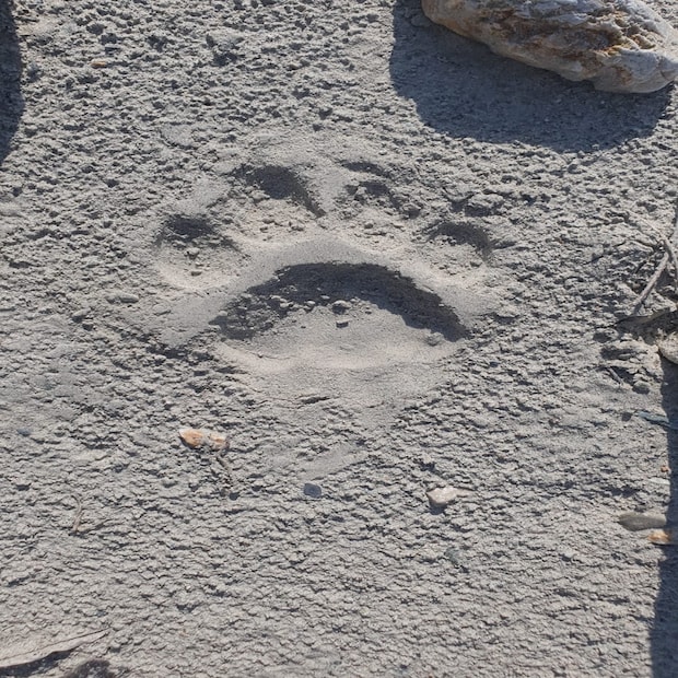 বক্সাতে  (Royal Bengal Tiger Found in Buxa) আপাতত কার সাফারি বন্ধের কথা ঘোষণা করেছেন বক্সা ব্যাঘ্র প্রকল্পের ক্ষেত্র অধিকর্তা বুদ্ধরাজ শেওয়া। আপাতত পাঁচদিন বক্সা ব্যাঘ্র প্রকল্পে (Buxa Tiger Reserve) কার সাফারি বন্ধের সিদ্ধান্ত নেওয়া হয়েছে।