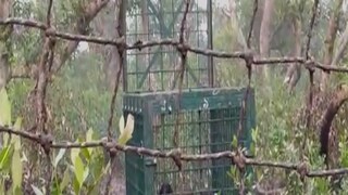 বাঘ ধরতে ছাগলের টোপ দিয়েও লাভ হয়নি৷ বাঘ ধরতে ছাগলের টোপ দিয়েও লাভ হয়নি৷