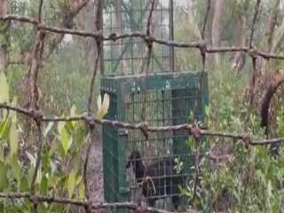 বাঘ ধরতে ছাগলের টোপ দিয়েও লাভ হয়নি৷ 