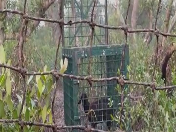 বাঘ ধরতে ছাগলের টোপ দিয়েও লাভ হয়নি৷ 