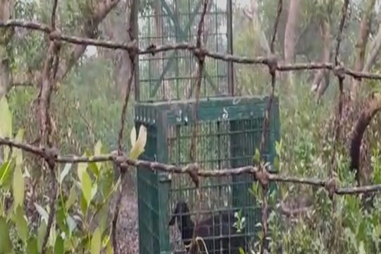 বাঘ ধরতে ছাগলের টোপ দিয়েও লাভ হয়নি৷