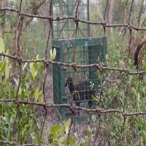 বনকর্মীদের কথা অনুযায়ী, এর আগেও ছাগলের টোপ দিয়ে বাঘটিকে খাঁচাবন্দি করা হয়েছিল। অপর দিকে, ঠাণ্ডায় যে ছাগলটিকে টোপ দেওয়া হচ্ছে সেই ছাগলটিও নিস্তেজ হয়ে পড়ছে। ফলে ছাগলের ডাক শুনতে না পেয়েও হতে পারে বাঘটি বাগে আসছে না।