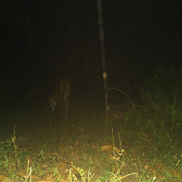 ইতিমধ্যেই ট্র্যাপ ক্যামেরার সংখ্যা বাড়ানো হচ্ছে বক্সা ব্যাঘ্র প্রকল্পের জঙ্গলে। ২০০ ট্র্যাপ ক্যামেরা ব্যাঘ্র প্রকল্পে লাগানোর কাজ শুরু হয়েছে। ২৪ ঘণ্টা নজরদারির জন্য তৈরি করা হয়েছে মনিটরিং টিম। এরই মধ্যে জয়ন্তিতেও দেখা মিলল বাঘের পায়ের ছাপ। ফলে পর্যটকদের মধ্যে এখন খুশির হাওয়া।