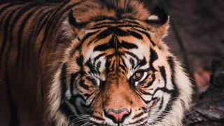 প্রতীকী ছবি - পেক্সেলস প্রতীকী ছবি - পেক্সেলস