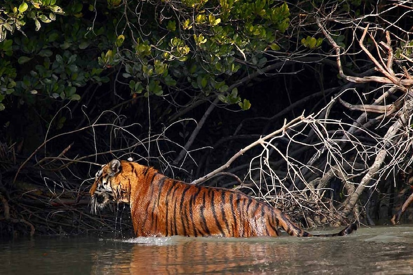 *করোনা সংক্রমণের জেরে দীর্ঘদিন রাজ্যের একাধিক পর্যটনস্থান বন্ধ ছিল। বন্ধ ছিল সুন্দরবন। কিন্তু ১ অক্টোবর থেকে সুন্দরবন ভ্রমণের জন্য পর্যটকদের অনুমতি দিয়েছে বন দফতর। সংগৃহীত ছবি। 