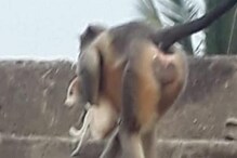 রক্তের বদলা!মহারাষ্ট্রের এই গ্রামে এক মাসে ২৫০ কুকুরছানাকে হত্যা করেছে বানরের দল রক্তের বদলা!মহারাষ্ট্রের এই গ্রামে এক মাসে ২৫০ কুকুরছানাকে হত্যা করেছে বানরের দল