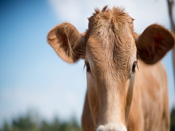 Cow Protection And Research Centre