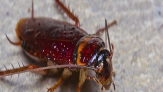 Cockroach Extracted from Ear