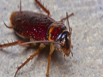 Cockroach Extracted from Ear