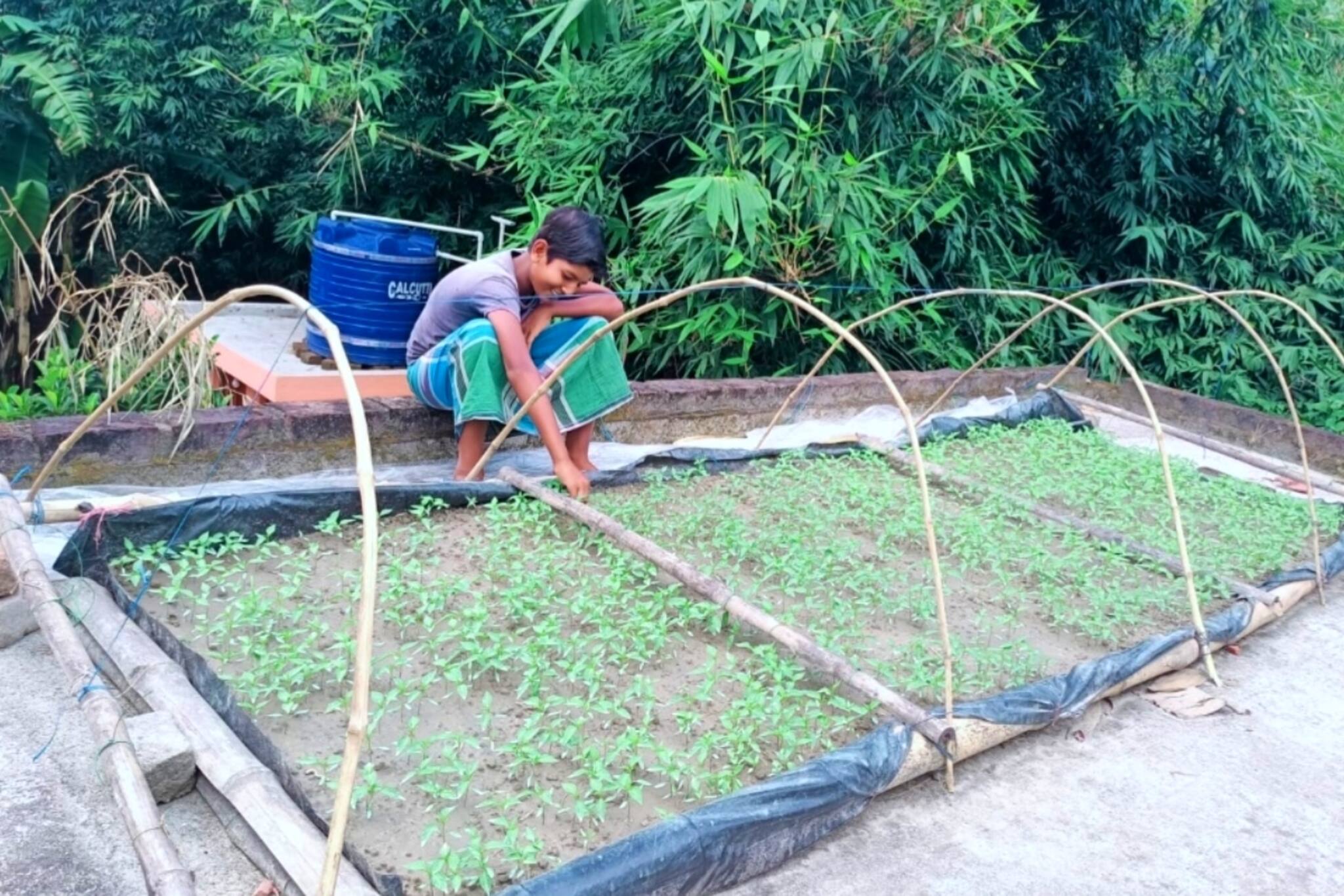 South 24 Parganas News- অকাল বৃষ্টি থেকে সব্জি বাঁচাতে ছাদেই নার্সারী