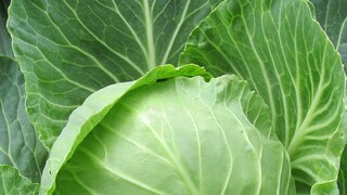 সাধের বাঁধাকপিই হতে পারে মৃত্যুর কারণ, বিশ্ব জুড়ে কী বলছেন চিকিৎসকরা? সাধের বাঁধাকপিই হতে পারে মৃত্যুর কারণ, বিশ্ব জুড়ে কী বলছেন চিকিৎসকরা?