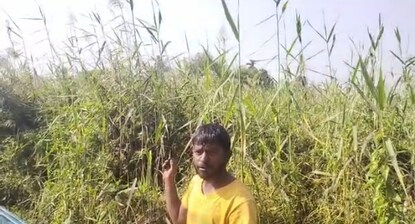 দামোদরের চড়ে সরকাঠি, নলকাঠির জঙ্গল। সামগ্রী সংগ্রহে ব্যস্ত ব্যবসায়ী। দামোদরের চড়ে সরকাঠি, নলকাঠির জঙ্গল। সামগ্রী সংগ্রহে ব্যস্ত ব্যবসায়ী।