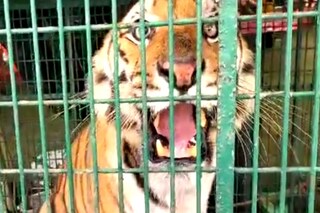 জঙ্গল ছেড়ে লোকালয়ে ঢুকে, খাঁচা বন্দি বাঘ