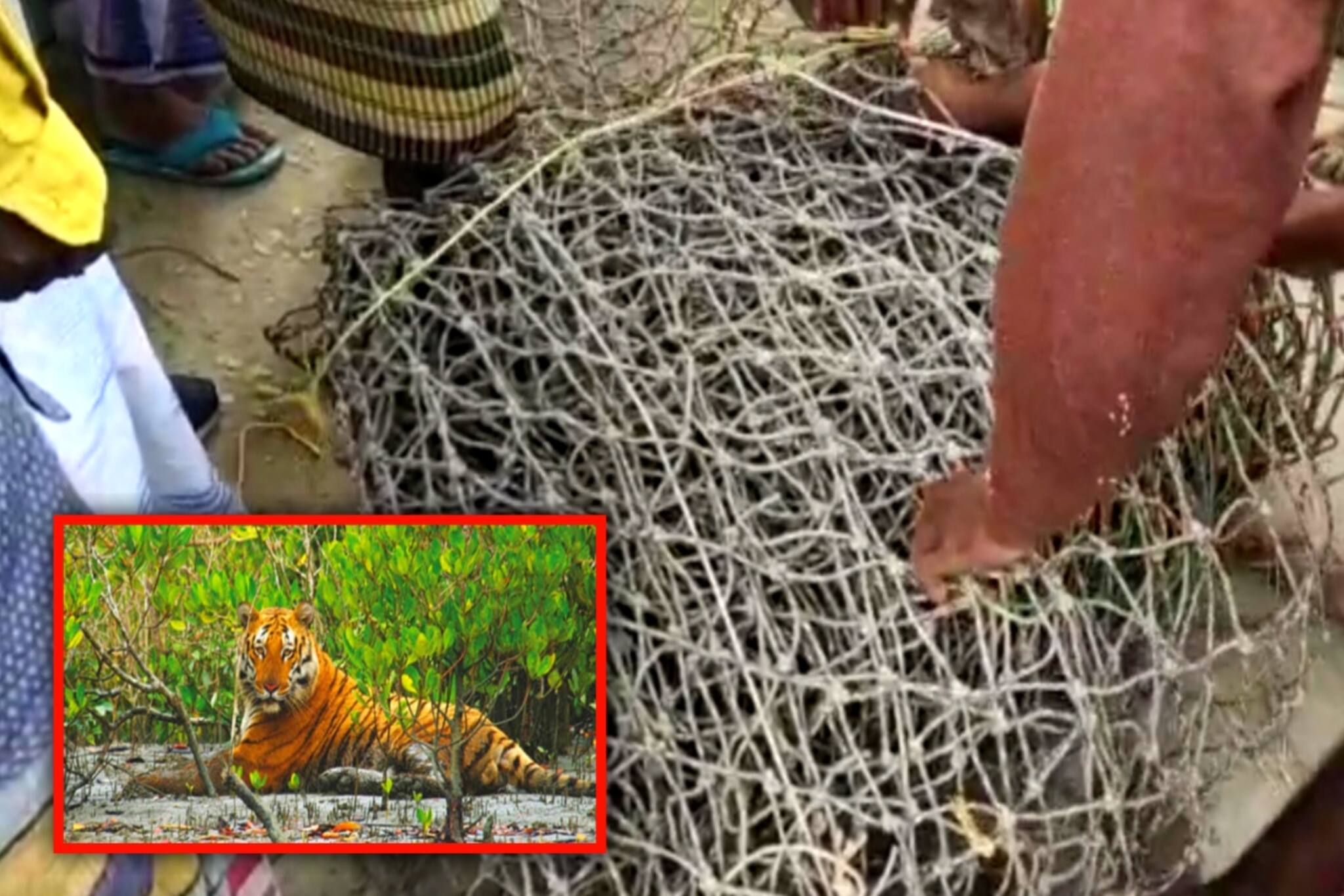 South 24 Parganas: ফেন্সিং নেট দেখভালের মাধ্যমে কর্মসংস্থান চাইছে সুন্দরবনের মানুষজন
