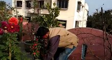 বাড়ির ছাদে আস্ত একটা বাগান! বাড়ির ছাদে আস্ত একটা বাগান!