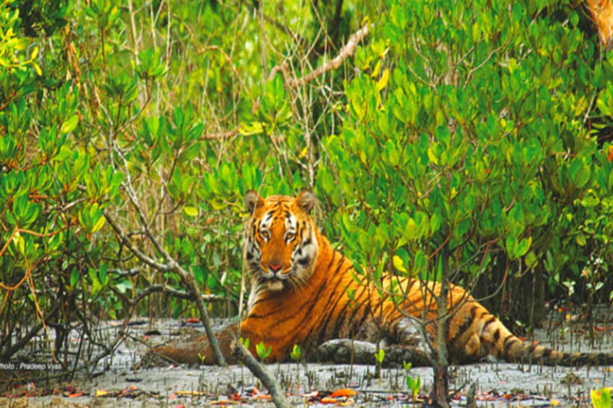 South 24 Parganas News- লোকালয়ে বাঘের প্রবেশ আটকাতে, জঙ্গল ঘেরার উদ্যোগ বনদফতরের।