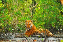 অতীতের ঘটনা থেকে শিক্ষা নিয়ে লোকালয়ে বাঘের প্রবেশ আটকাতে জঙ্গল ঘেরার উদ্যোগ বন দফতরের। অতীতের ঘটনা থেকে শিক্ষা নিয়ে লোকালয়ে বাঘের প্রবেশ আটকাতে জঙ্গল ঘেরার উদ্যোগ বন দফতরের।