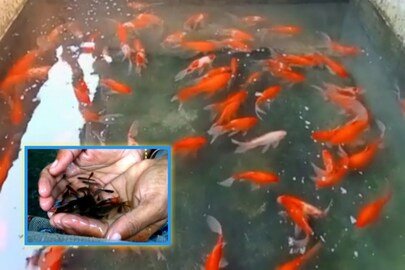 ক্যানিংয়ে চাষ হচ্ছে রঙিন মাছের