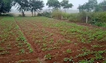 আবার বৃষ্টিপাতের পূর্বাভাস, ক্ষতির আশঙ্কায় আলু চাষীরা আবার বৃষ্টিপাতের পূর্বাভাস, ক্ষতির আশঙ্কায় আলু চাষীরা