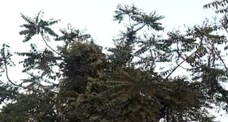 পশ্চিমী ঝঞ্ঝার জেরে সকাল থেকে মেঘ রোদের লুকোচুরি