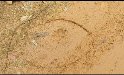 কন্যাবালি গ্রামে বাঘের আতঙ্ক।