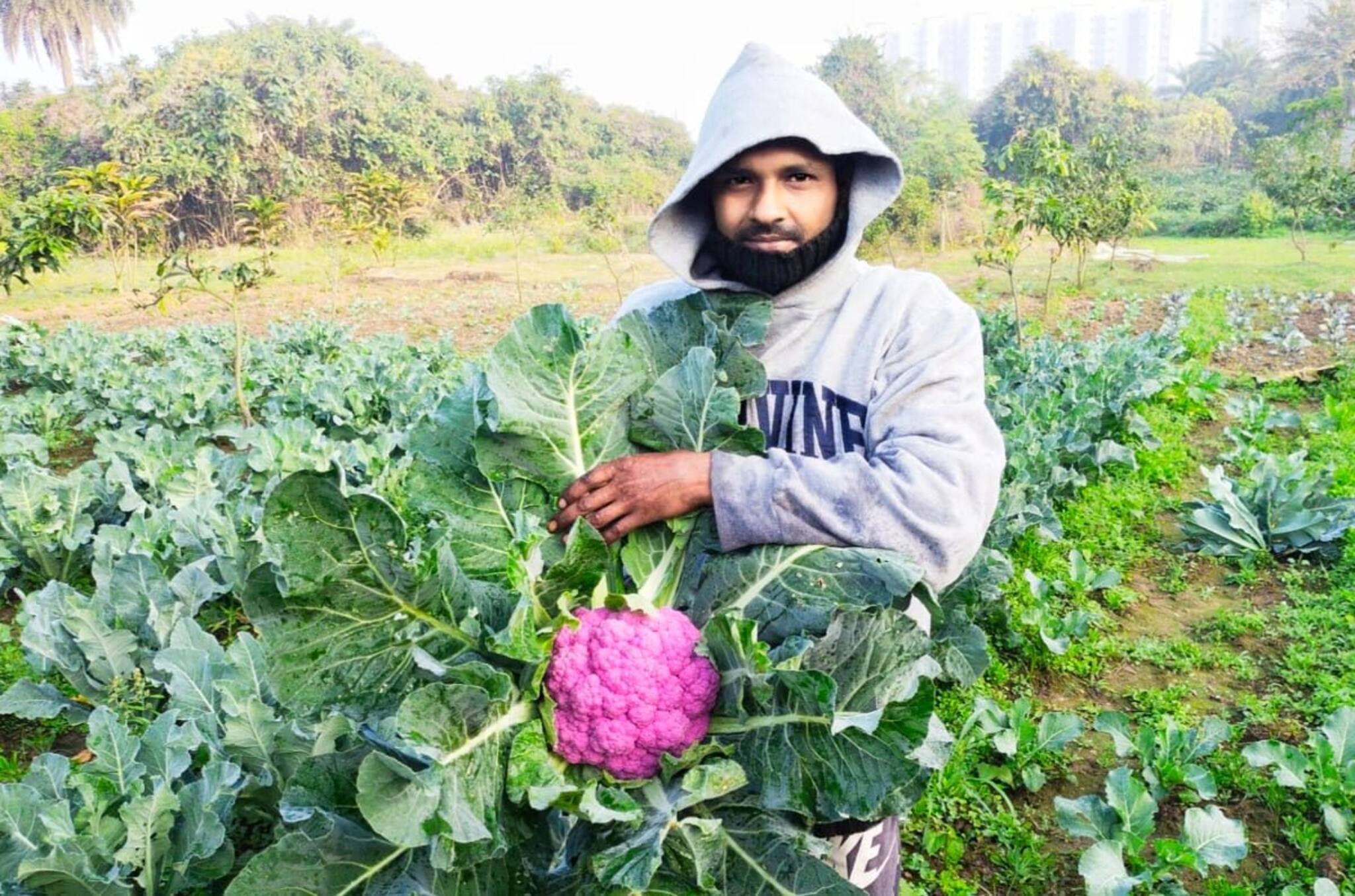 West Bardhaman News- নেদারল্যান্ড, ফ্রান্সের রংবেরঙের কপি ফলছে দুর্গাপুরের জমিতে। বাড়ছে বাজারে চাহিদাও।