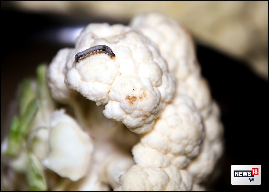 Cauliflower bugs tips on controlling cauliflower insects govi se kide
