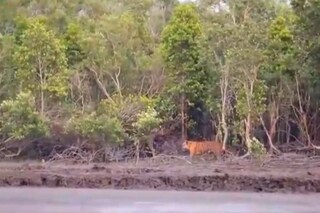 লোকালয়ে বাঘের আতঙ্ক