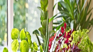 বাগানে অ্যালোভেরা গাছ থাকলেই কেল্লা ফতে! নিজেকে ভাল রাখতে ব্যবহার করা যাবে দশ রকম উপায়ে!