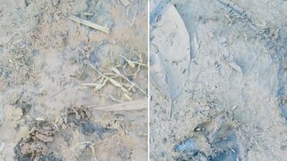 অজানা জন্তুর পায়ের ছাপ লক্ষ্য করা যাচ্ছে। নিজস্ব চিত্র