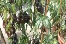 লাল নয়, টমেটোর রং কালো! ছাদ বাগানে তাক লাগালেন মেদিনীপুরের শিক্ষক লাল নয়, টমেটোর রং কালো! ছাদ বাগানে তাক লাগালেন মেদিনীপুরের শিক্ষক