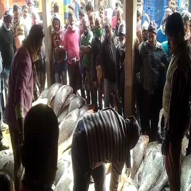 একসঙ্গে এত তেলিয়া ভোলা মাছ ধরা পড়ার খবর ছড়িয়ে পড়তেই মাছ বাজারে ভিড় জমে যায়৷ ঝাঁকে ঝাঁকে তেলিয়া ভোলা মাছ ধরতে মৎস্যজীবী, ব্যবসায়ীরা ছাড়াও ভিড় জমান উৎসাহী পর্যটকরা৷ 