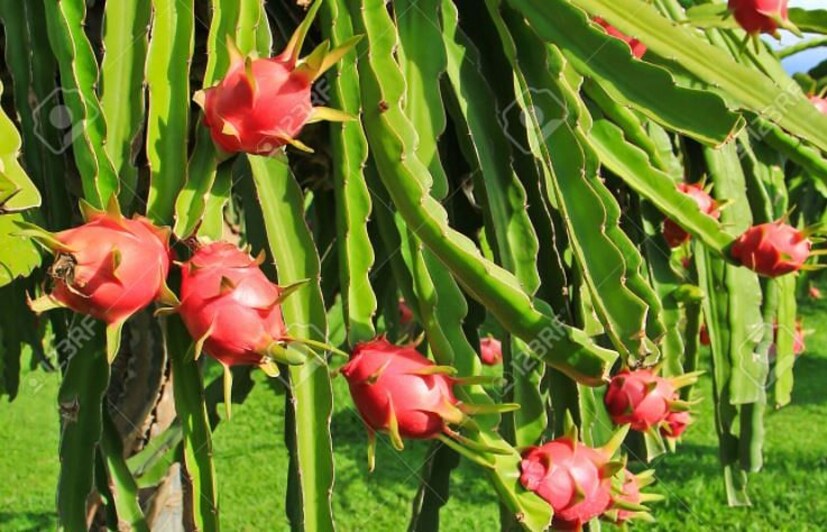 জানুন কী এই ড্রাগন ফ্রুট? এটি গোলাপি রঙের সুস্বাদু একটি ফল। থাইল্যান্ড, শ্রীলঙ্কা, ভিয়েতনাম, ইসরায়েল প্রভৃতি দেশে ব্যাপক হারে চাষ করা হয় এই ফলের। পুষ্টিগুনের সঙ্গেই এই ফলের বাজারদরও কিন্তু বেশ আকর্ষণীয়। এই ফলে প্রচুর পরিমাণে থাকে ফ্যাট এবং প্রোটিন। আর গুণাগুণ শুনলে চোখ কপালে উঠবে। একদিকে ড্রাগন ফ্রুট যেমন ডায়বেটিস এবং কোলেস্টেরল নিয়ন্ত্রণে সাহায্য করে, তেমনই বাতের ব্যথা এবং হৃদরোগেরও ঝুঁকি কমায়। তাছাড়াও প্রচুর জল থাকায় শরীর তরতাজা রাখতেও সাহায্য করে এই ফল।