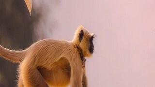  People of AjabNagar in West Medinipur do the cremation of hanuman of their locality by following hindu rituals- Photo- Representative 