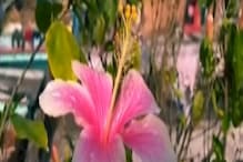 ছাদ বাগানে তিরিশ রকমের জবা! স্বীকৃতি পেলেন সিঙ্গুরের বাসিন্দা, দেখুন ভিডিও ছাদ বাগানে তিরিশ রকমের জবা! স্বীকৃতি পেলেন সিঙ্গুরের বাসিন্দা, দেখুন ভিডিও