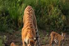 ‘কলারওয়ালি’-তে ঢাকা পড়ে পোশাকি নাম, মৃত সুপারমম বাঘিনির অন্ত্য়েষ্টি সম্পন্ন