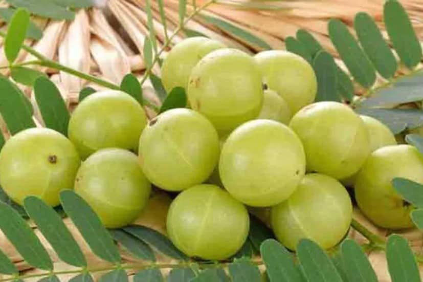 ২) আমলকিতে প্রচুর পরিমাণে অ্যান্টি অক্সিড্যান্ট থাকে। এছাড়াও থাকে অ্যান্টি ব্যাক্টেরিয়াল উপাদান যা রোগ প্রতিরোধ ক্ষমতা বাড়ায়। গোটা আমলকি বা জুস বানিয়ে খেতে পারেন। দিনে তিন বার আমলকি খান। হাঁচির সমস্যা কমবেই। 