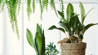 হাসপাতালে প্রকৃতির প্রবেশ রোগী, দর্শনার্থী এবং স্বাস্থ্য়কর্মীদের চাপ কমাতে পারে৷ 'হেলথ এনভায়রনমেন্টস রিসার্চ অ্যান্ড ডিজাইন জার্নালে' প্রকাশিত তথ্য় এমনটাই জানান দিচ্ছে।