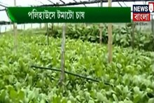 পলিহাউসে লাভজনক টমেটো চাষের পদ্ধতি জানতে দেখুন আজকের Annadata