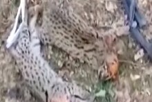 বাগনানে তিনটি বাঘরোল হত্যার অভিযোগ, খুনিকে ধরিয়ে দিলে পুরস্কারের ঘোষণা