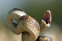 Snakes Signs: সাপের স্বপ্ন দেখছেন? জেনে নিন শুভ-অশুভ ফল !