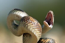 Snakes Signs: সাপের স্বপ্ন দেখছেন? জেনে নিন শুভ-অশুভ ফল ! Snakes Signs: সাপের স্বপ্ন দেখছেন? জেনে নিন শুভ-অশুভ ফল !