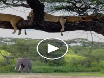 Viral News: Lioness sitting on tree branch and elephant roamig i the forest, video goes viral- Photo Courtesy- Facebook/ Video Grab 
