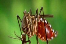 Dengue: করোনাকালেও ডেঙ্গিকে ভুললে চলবে না, সতর্ক থাকুন, এই উপায়ে মোকাবিলা করুন Dengue: করোনাকালেও ডেঙ্গিকে ভুললে চলবে না, সতর্ক থাকুন, এই উপায়ে মোকাবিলা করুন