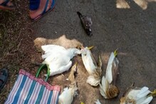 পরিযায়ী পাখি মেরে হোটেলে মাংস পাচার, গ্রেফতার ৪ চোরা শিকারি পরিযায়ী পাখি মেরে হোটেলে মাংস পাচার, গ্রেফতার ৪ চোরা শিকারি